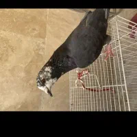 کفتر صید پرشی  کبوتر