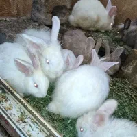 فروش خرگوش لپی دستی