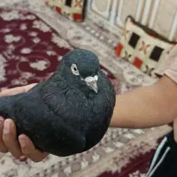 سیاه هندی|پرنده|بندر ماهشهر, |دیوار