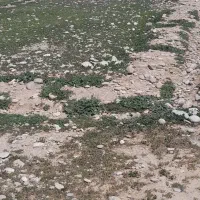 خریدار-زمین-در-چمگلک