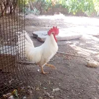 خروس سفید
