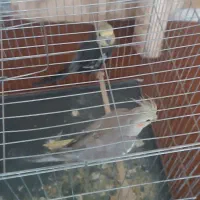 پرنده|پرنده|سبزوار, گلشن|دیوار