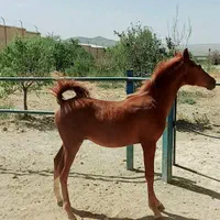 مادیان و کره