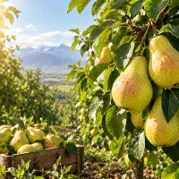 گلابیات ریزه اینو بزن درشتش کن