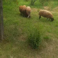 ۵ عدد گوسفند ۳ نر و ۲ ماده