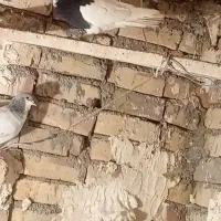 کبوتر طوقی|پرنده|بوئین زهرا, |دیوار