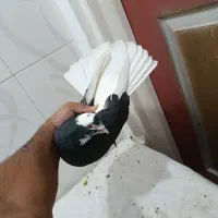 کبوتر شازده نر دم سفید بضمانت پرش و بازی