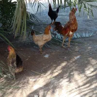 خروس مرغ محلی