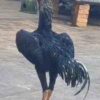 تخم لاری اوشامو نطفه دار|حیوانات مزرعه|مشهد, کوشش|دیوار