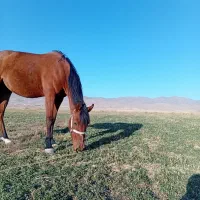 اسب|اسب و تجهیزات اسب‌سواری|زنجان, |دیوار