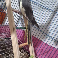 حیوانات خانگی عروس هلندی