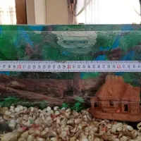 آکواریوم|ماهی|مشهد, تربیت (صدف)|دیوار