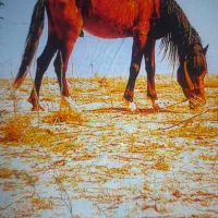 اسب|اسب و تجهیزات اسبسواری|تربتحیدریه, رضاشهر|دیوار