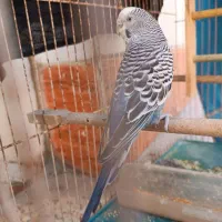 مرغ عشق ماده زیبا|پرنده|بهبهان, |دیوار