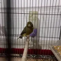 قناری بخون مس|پرنده|سیرجان, |دیوار