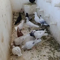 جوجه سارسرونج