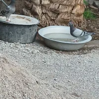 پلاکی مسافتی