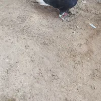 فروش کبوتر