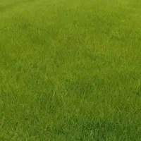 بذر شالی