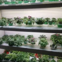 استند بنفشه آفریقایی