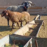 بز قوچ میش|حیوانات مزرعه|شاهین‌شهر, برخوار غرب|دیوار