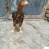 جوجه خروس