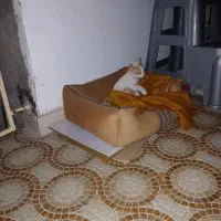 واگذاری گریه