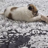 توله شتیزو|سگ|اسلام‌شهر, شهرک واوان|دیوار