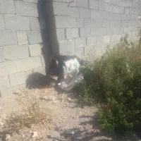 فروش ۱راس بزغاله نر