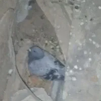 کبوتر
