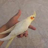 عروس هلندی نر ۳ ماهه