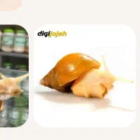 حلزون آفریقایی