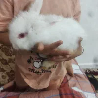 خرگوش|موش و خرگوش|کرمان, |دیوار