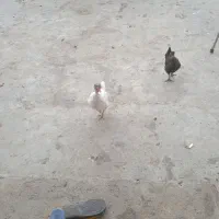 سلام یک مرغ گردن یک جوجه چهار ماهم هست|حیوانات مزرعه|دلند, |دیوار