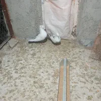 توافوی|حیوانات|مرودشت, فیروزی|دیوار