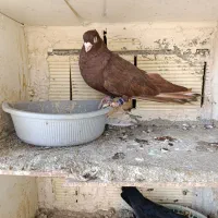 نر صرب اتریشی|پرنده|بندر ماهشهر, |دیوار