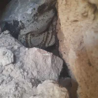 عسل طبیعی اصل