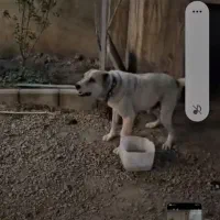 سگ نگهبان شدید