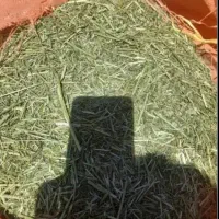 کاه گل یونجه شاهی