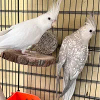 جفت عروس هلندی آلبینو