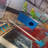 سه جفت مرغ عشق