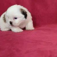 سگ شیتزو سوپر فلت سایز ریز