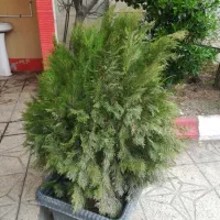 گل وگیاه|گل و گیاه طبیعی|شاندیز, |دیوار