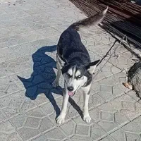 هاسکی سیبری نژاد اصلی دست آموز