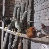 بوقلمون .مرغ خروس مرندی.جوجه محلی زیر مرغی کرچ شو|حیوانات مزرعه|گالیکش, |دیوار