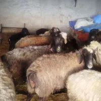 میش شیشک بره دار|حیوانات مزرعه|مرودشت, نقش رستم|دیوار