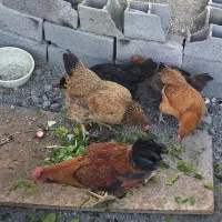 مرغ و خروس محلی تخم کن + بوقلمون