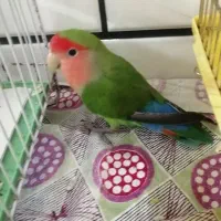 طوطی برزیلی ماده