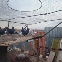 کبوتر پرنده|پرنده|کرمان, |دیوار