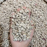 لوبیا چیتی *محلی* امسالی قیمت استثنایی/پخت ضمانتی/